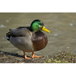 silly duck (愚かなアヒル)'s in game spray